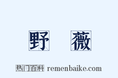 野薔薇是什么意思的图片